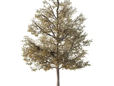 Mountain Ash Tree 16 3D model