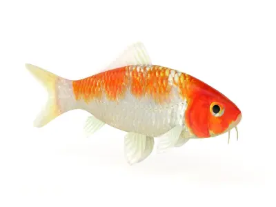 Koi Fish 3D model get