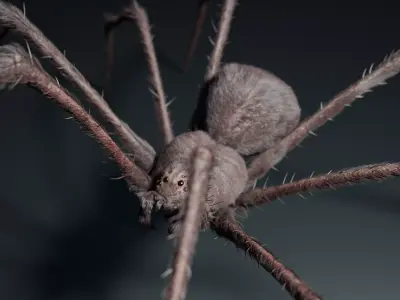 Giant Spider 3D model purchase