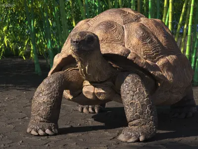 Dirty Old Giant Turtle Stand Pose(1) 3D model