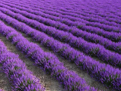  Lavender Field (+GrowFX) 