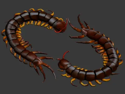 Centipede 3D model