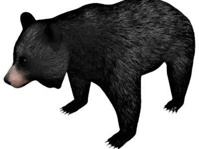 Black Bear Low-poly 3D model
