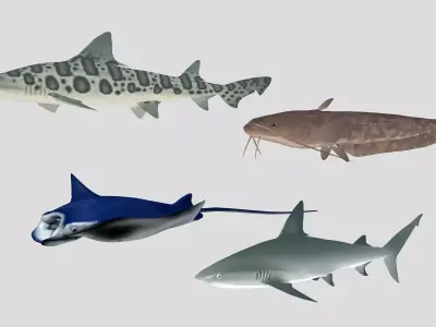  Fish Collection 06 Low-poly 3D model