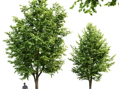 Tilia Pack 01 3D model