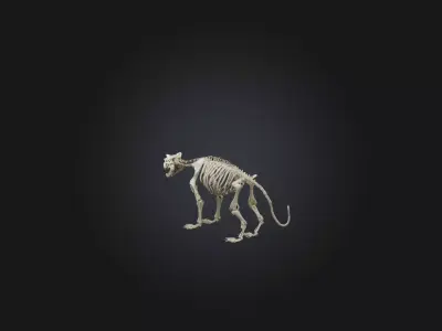 Realistic Tiger Skeleton Model Low-poly 3D model
