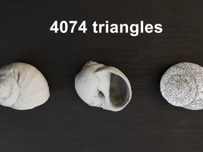 Sea shells collection Vol 3 Low-poly 3D model Low-poly 3D model