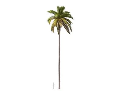 Palms 011-020 with LODs 3D model