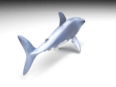 Animated and Rigged Swimming White Shark 3D model