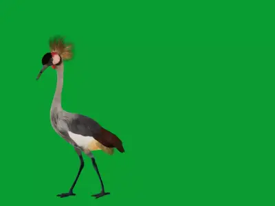 African Grey Crested Crane Bird Free low-poly 3D model
