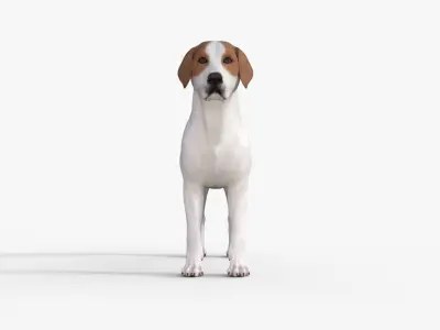 Street Dog Rigged 3D model purchase