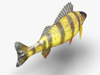 Perch Fish 3D model order