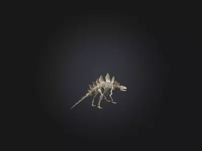Realistic Stegosaurus Skeleton Model Low-poly 3D model