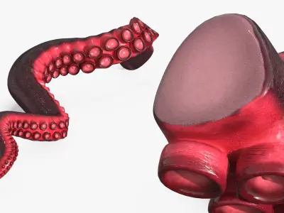  Octopus Tentacle Marine Anatomy Red 