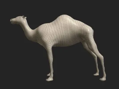 Camel Low-poly 3D model get