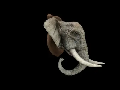 Elephant Head - PBR - Textured Low-poly 3D model