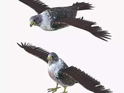 Falcon bird rigged 3d model Low-poly 3D model