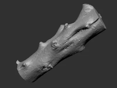 Tree trunk wood ZBrush engraving highpoly 3D model