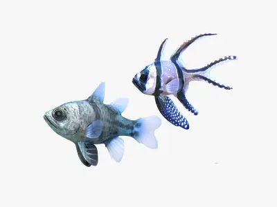  Banggai and Orbiculate Cardinalfish 