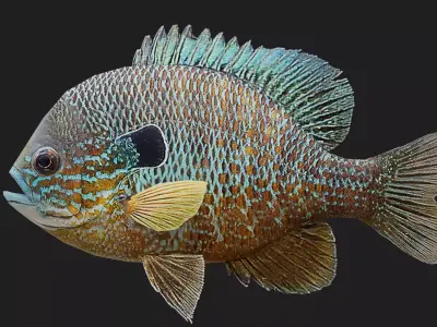 Panfish Low-poly 3D model purchase