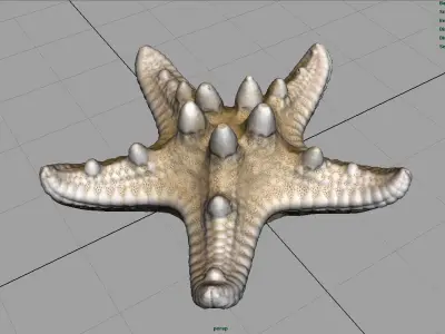 Starfish Low-poly 3D model order