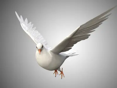 Realistic Rigged High Detailed Low Poly Dove 3D model