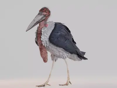 Realistic Animals Savannah - Marabou stork Low-poly 3D model