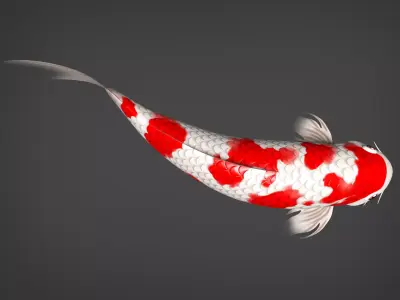 Kio fidh Low-poly 3D model