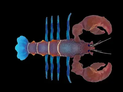 Atlantic colorful Lobster rigged 3D Model 3D model