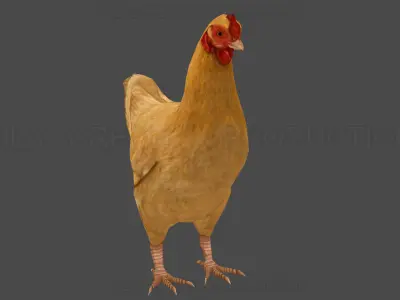 Hen chicken Animated Low-poly 3D model