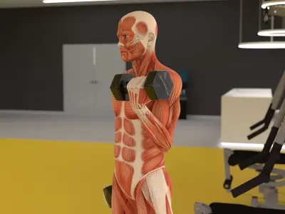 Anatomy Male Muscular System Biceps Curls Animated for Cinema 4D 3D model