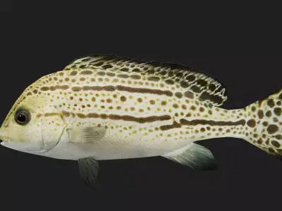 Snapper Low-poly 3D model 15