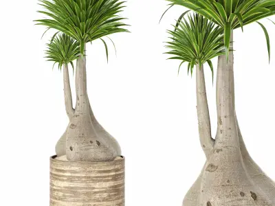 Indoor Plants in Ferm Living Bau Pot Large - Set020 3D model