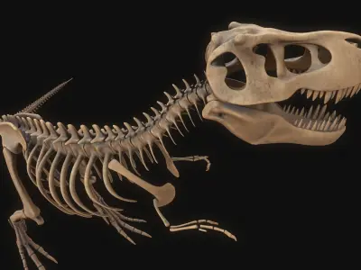 T-rex Skeleton 3D model purchase
