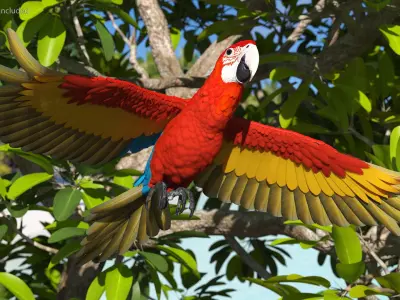 Red and Green Macaw Parrot Rigged for Cinema 4D 3D model