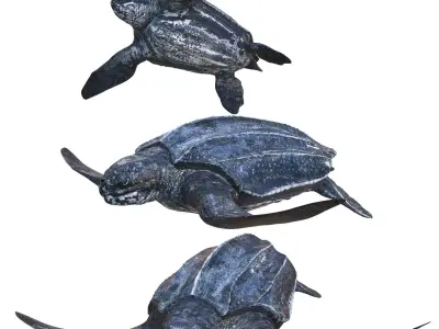 TURTLE ANIMATED Low-poly 3D model