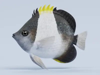 Tropical Fishes Collection 3D model