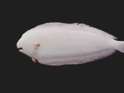 Flatfish Low-poly 3D model get