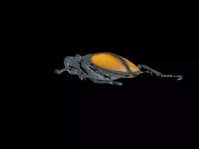 Hexarthrius Parryi Paradoxus Male 3D model