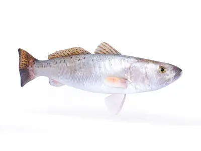 Spotted Seatrout Fish 3D model