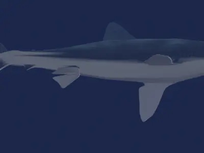Shortfin Mako  3D model