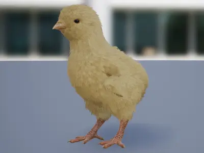 Feathered Chick Low-poly 3D model