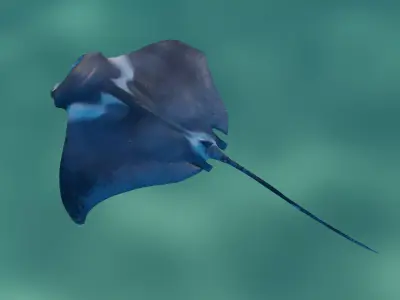 Manta Ray Animated  Low-poly 3D model