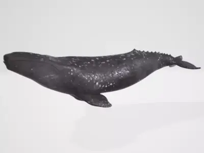 Whale 2 3D model