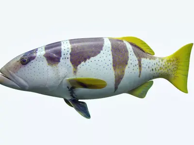 Plectropomus Laevis 3D model
