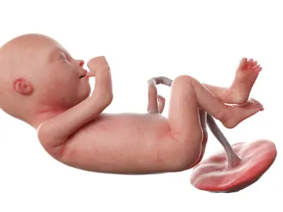 Fetus Anatomy Week 20 Static 3D model