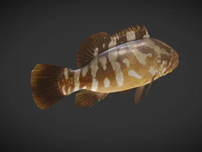 Grouper01 fish Low-poly 3D model