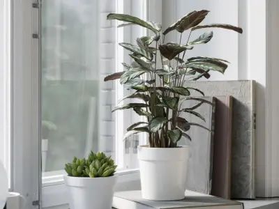  Calathea Argentea Plant Model  purchase