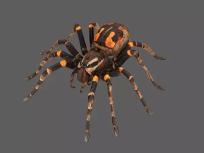 Spider 3D model 5