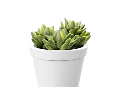  Baby Agave Plant Succulent Potted Plant Model  purchase